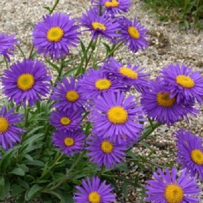 Aster alpinus Violet / Havasi őszirózsa lila